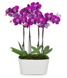 Beautiful purple orchids in a square white vase