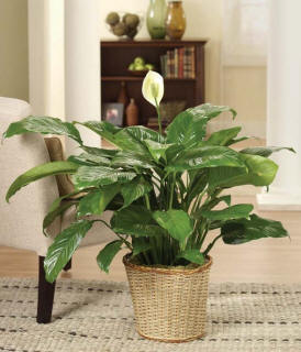 Plants - Send a plant today with fast same day delivery