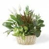 Dish Garden Plant Delivery