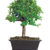 Deluxe Dwarf Jade Bonsai Tree