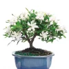 Gardenia Bonsai Potted Plant