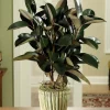 Green Rubber Plant