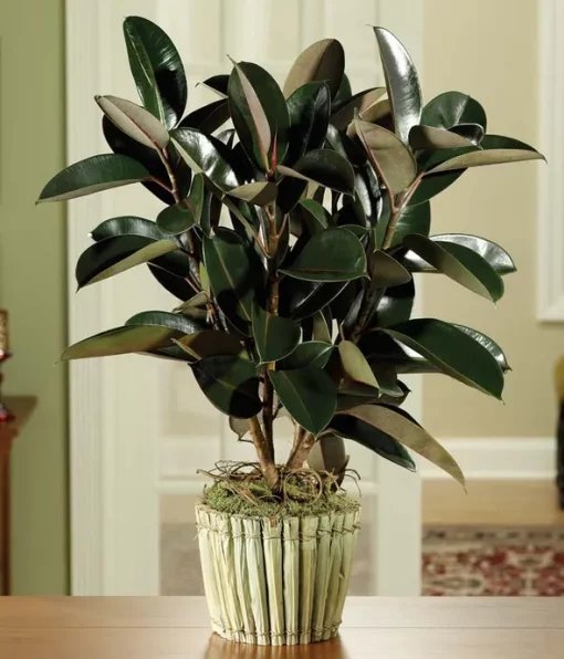 Green Rubber Plant