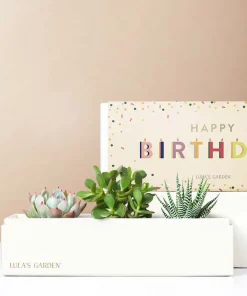 lula-s-garden-birthday-jewel-succulent-box