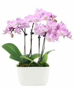 Fantasy Pink Orchids