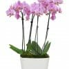 Pure Love Orchid Plant