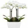 Purely Pristine Orchid Plant
