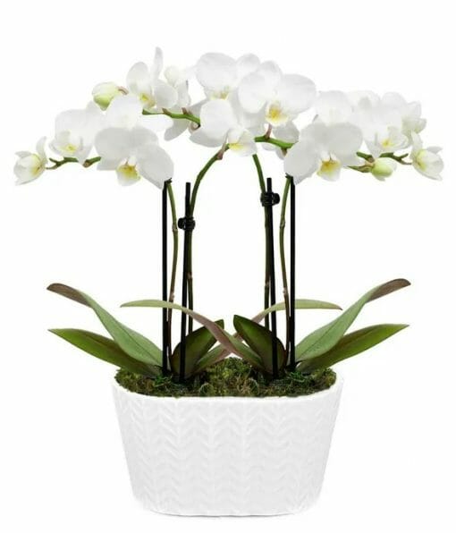 Purely Pristine Orchid Plant