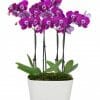 Radiant Joy Orchid Plant