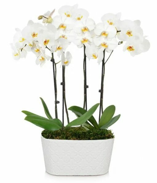 Snowy White Orchid Plant