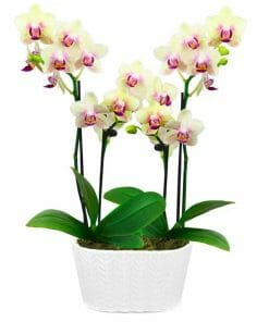 Sunny Smiles Orchid Plant