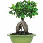 Ficus Ginseng Indoor Bonsai Tree