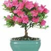 Pink Azalea Bonsai Plant