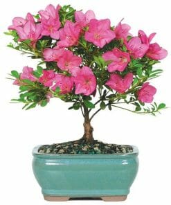 Pink Azalea Bonsai Plant