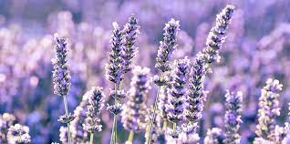 Lavender flowers field of beautiful, fragrant lavender flowers