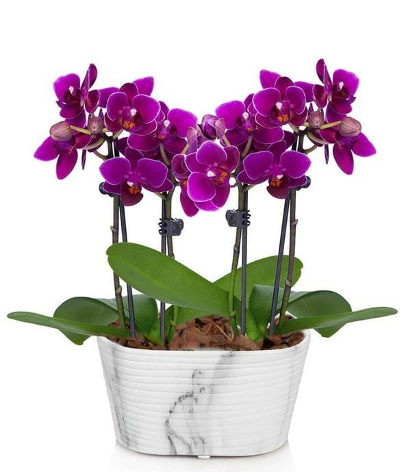 Gorgeous Mini Orchid Plant - A Natural Beauty to Brighten Any Space