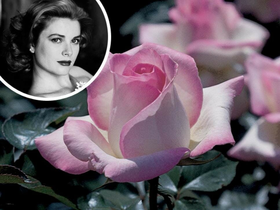 Image of 'Princess de Monaco' Rose: A Pink-Tipped, Creamy White Rose Associated with Grace Kelly's Timeless Elegance