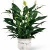 Elegant Comfort Planters with White Peace Lily Plants
