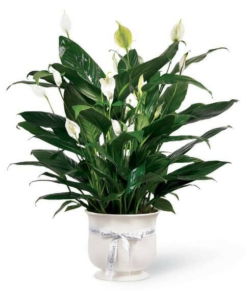 Elegant Comfort Planters with White Peace Lily Plants