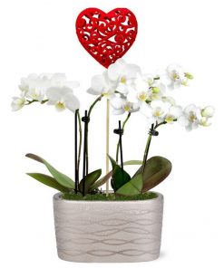 a bunch of white orchids grouped together in a ceramic planter with a red heart stake attached