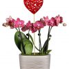 Two vibrant red orchid plants in a silver ceramic planter adorned with a red heart pick, surrounded by a protective moss layer, approximately 6-10 inches tall, including a care guide and packaged in a gift box.