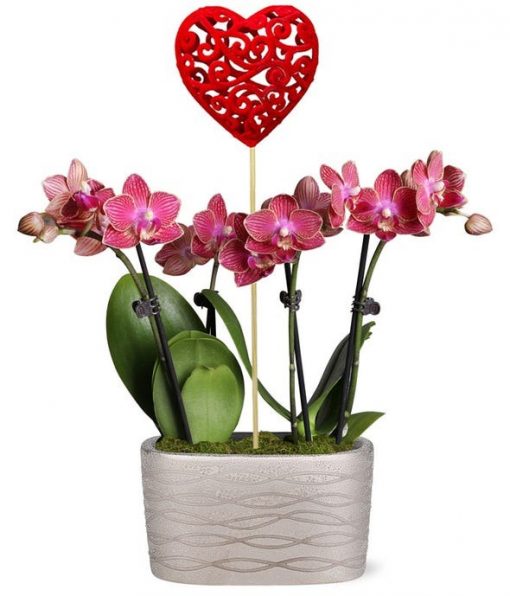 Two vibrant red orchid plants in a silver ceramic planter adorned with a red heart pick, surrounded by a protective moss layer, approximately 6-10 inches tall, including a care guide and packaged in a gift box.